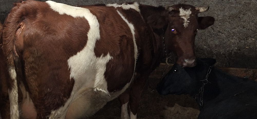 Продаётся  коровка Айширской породы оды