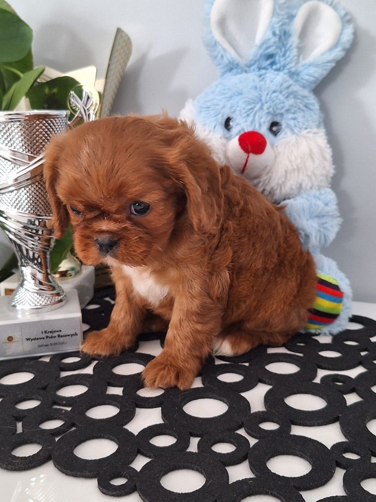 Cavalier king charles spaniel rubinowa suczka z rodowodem