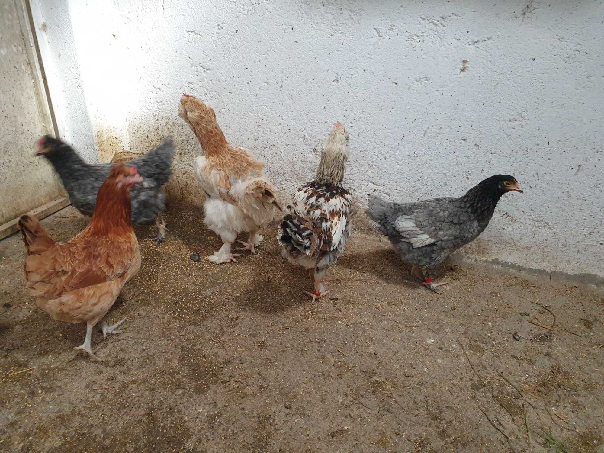 Varios animais galinhas,patos,perus,coelhos..