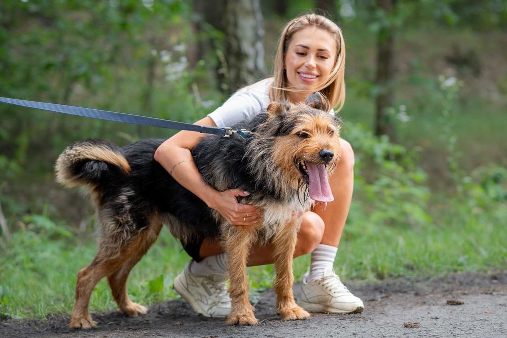 ROZAR młody piękny pies w typie teriera do adopcji