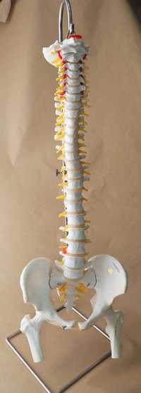 Modelo de coluna vertebral