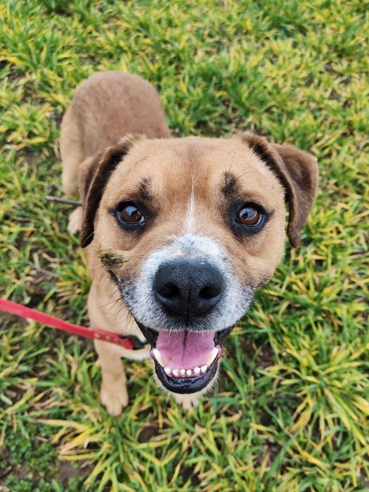 Fox   , psiak uratowany z łańcucha szuka domu