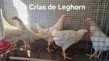 Leghorn branca e Branca Portuguesa