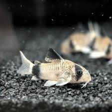 Corydora Panda Grande