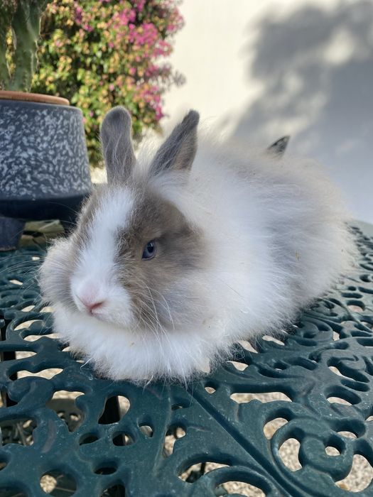 Coelhos anões Angorá nascidos a 7 Nov