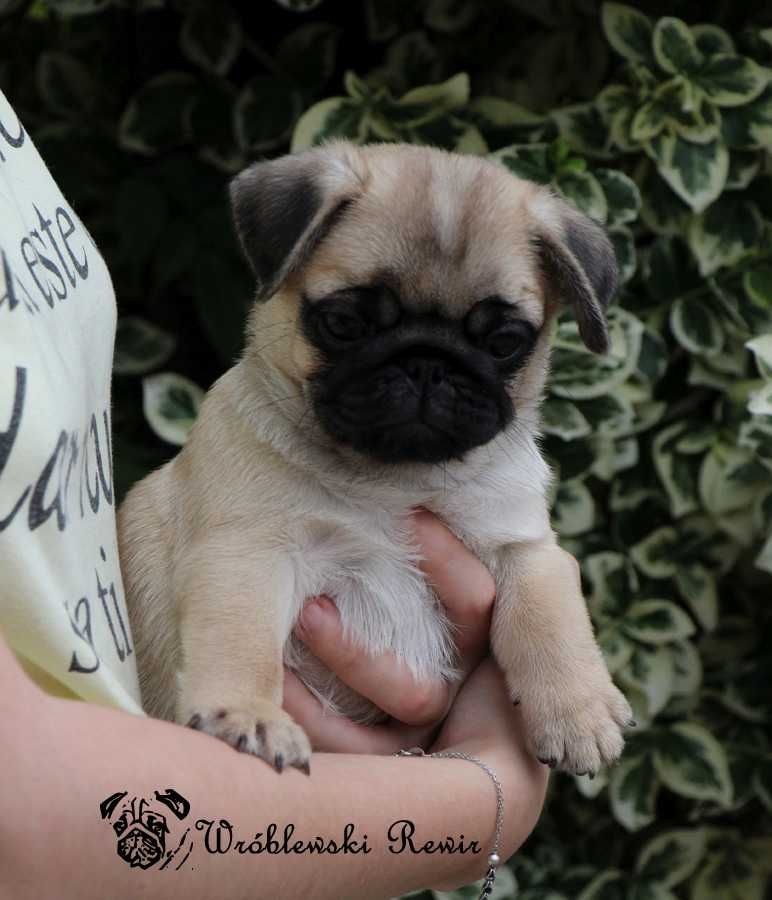 MOPS - śliczna dziewczynka - rodowód ZKwP / FCI