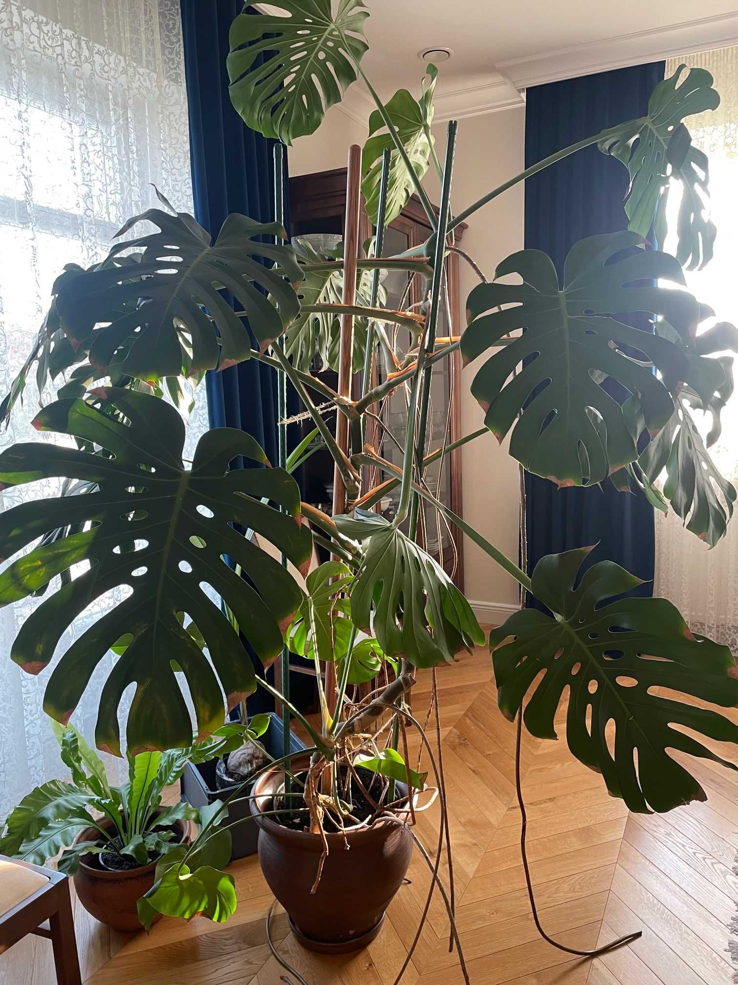 Monstera dziurawa deliciosa