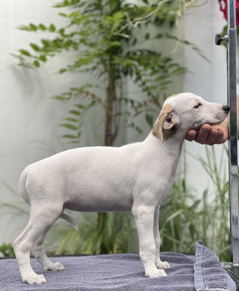 Whippet ZKwP dziewczynka super kolor Revirado FCI