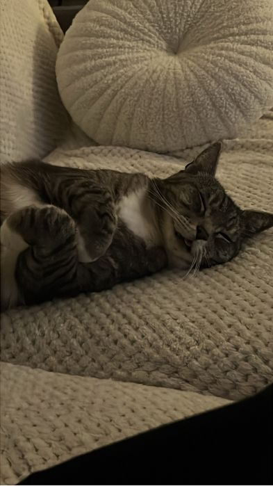 oddam dwa koty do kochajacego domu