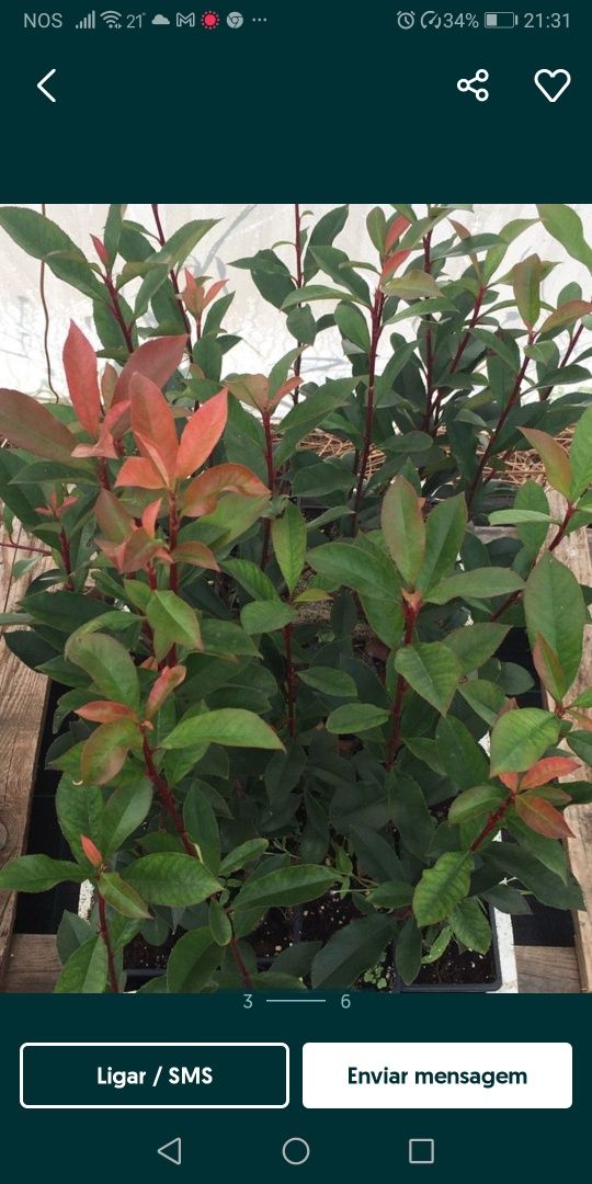 Photinia fraseri