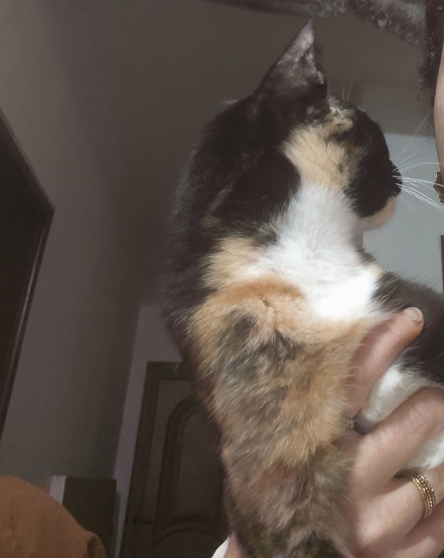 Gata com 1 ano muito bem disposta
