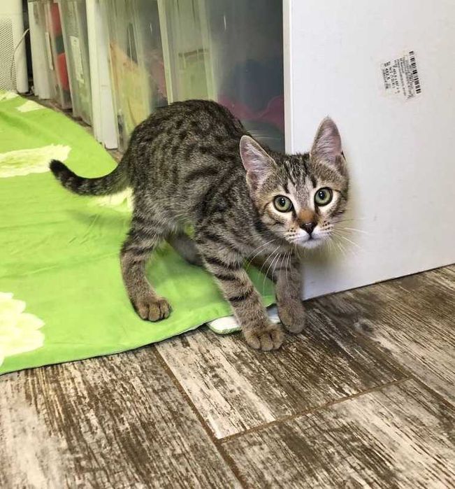 Котёнок Барсик, 4 месяца нежный, весёлый, метис породы Египетский Мау