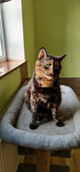 Черепахова киця Черіза