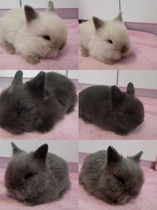 Królik Karzełek Teddy królik Miniaturka gotowe do odbioru króliczki