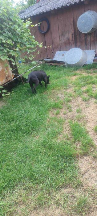 Амереканський стафорширський терєр