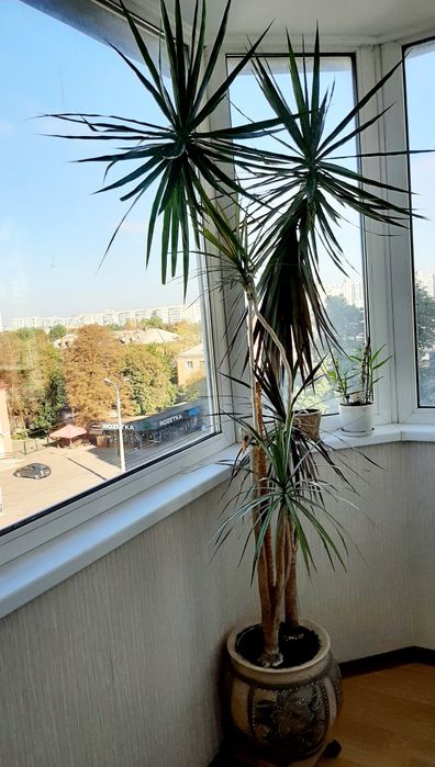 Драцена  вузьколистна  2,3 м.