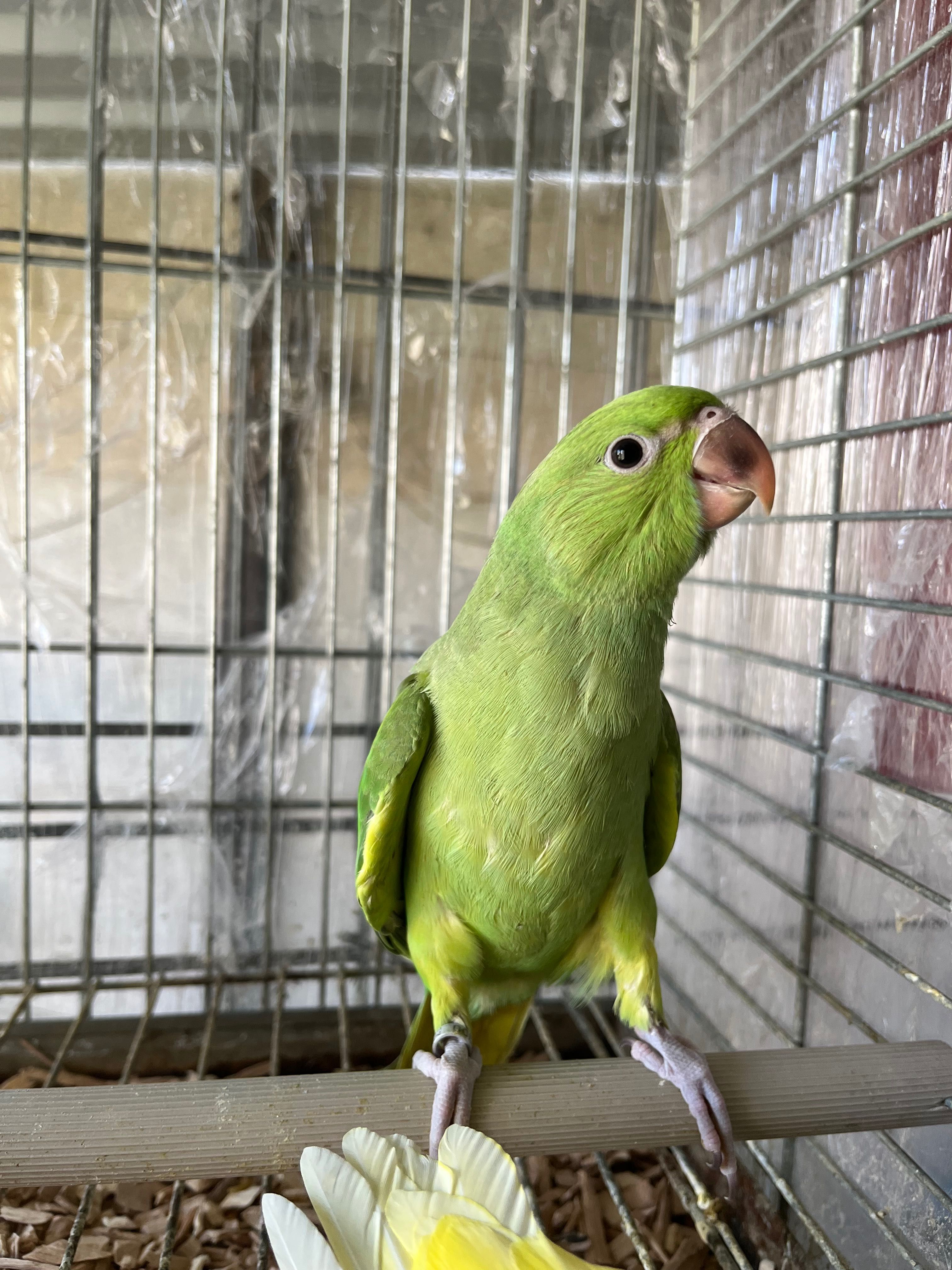 Ring necks disponíveis para entrega imediata criados à mão