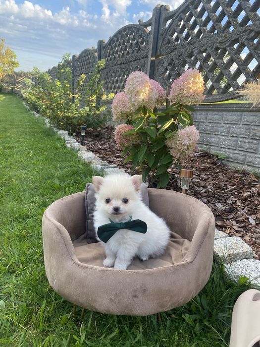 Pomchi  Hybryda Szpic Miniaturowy Pomeranian  Chihuahua
