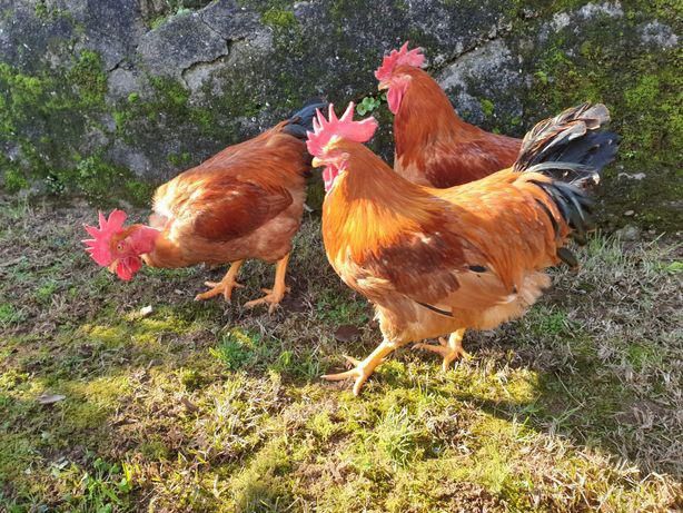 Galos vermelhos caseiros