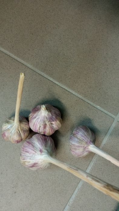 Czosnek ekologiczny do sadzenia i spożycia.