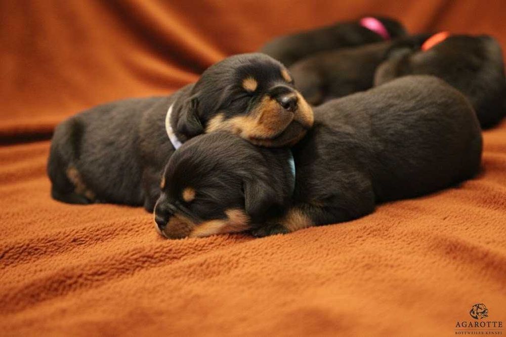 Szczeniak, piesek Rottweiler po Championie Polski / Rodowód ZKwP, FCI