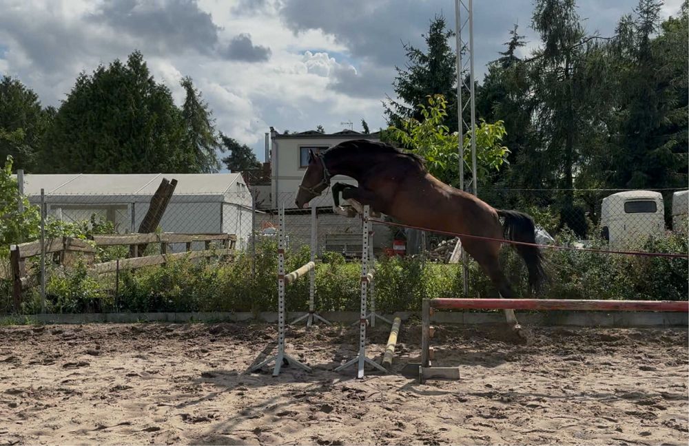 Carmel Macchiato Di Caprio Z