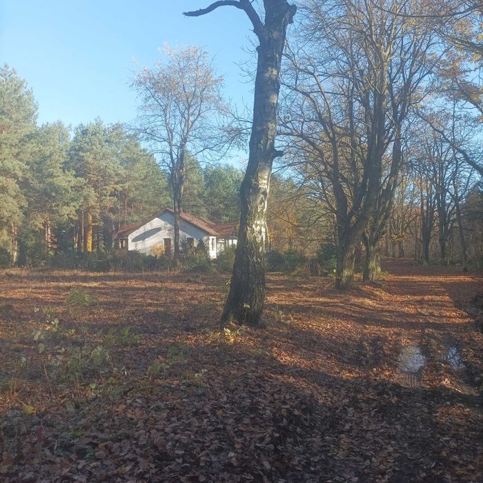 Działka budowlana, leśna w Ostrowinie