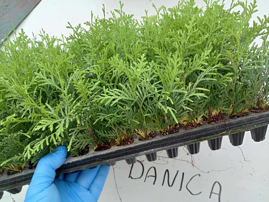 tuja szmaragd, danica gold, jałowiec golden carpet