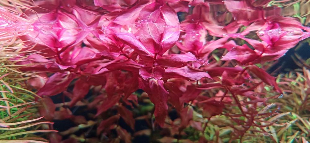 Rotala macrandra roślina akwariowa 3 sztuki