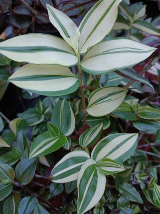 Trzykrotki zestaw 15 odmian Zebrina Silver Evanesce  Yellow  hill