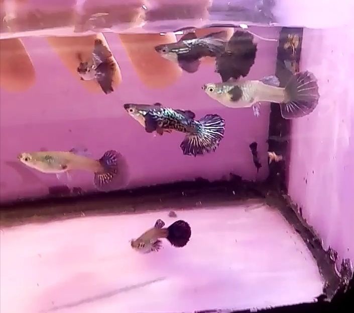 Rasowy gupik Blue dumbo half moon snakeskin