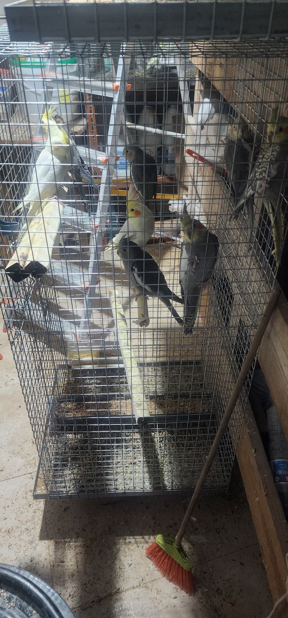 Aves ,piriquitos australianos