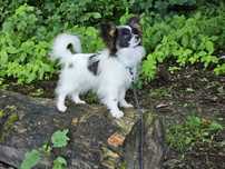 Papillon Spaniel miniaturowy kontynentalny - piesek tricolor ZKwP FCI