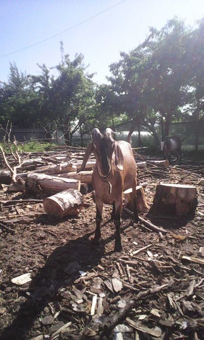 Продам кіз  50%  87.7%та 93.5  97.5% Англо Нуб підрощенних та дойних.