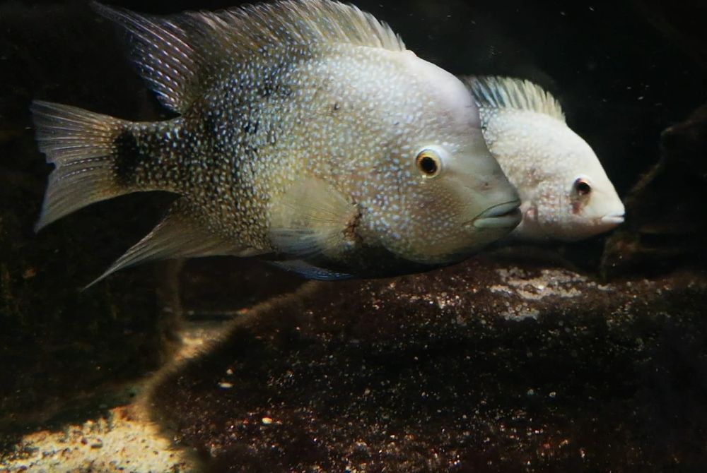 Pielęgnica Herichthys Cyanoguttatus