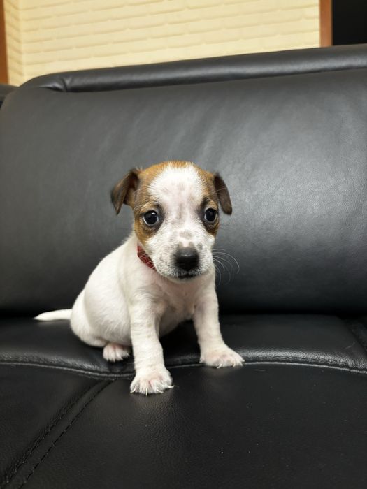 Jack Russell terrier