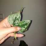 Scindapsus silver Аnn