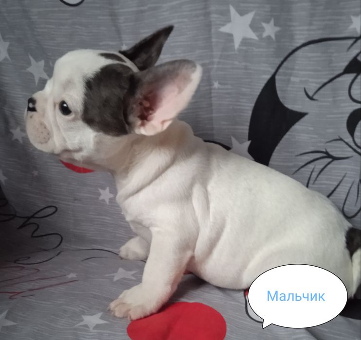 Мальчик и девочка французского бульдога