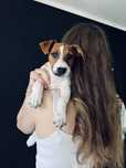 Jack Russell Terrier