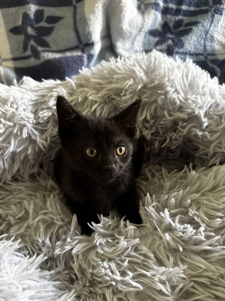 Malutkie kotki do adopcji