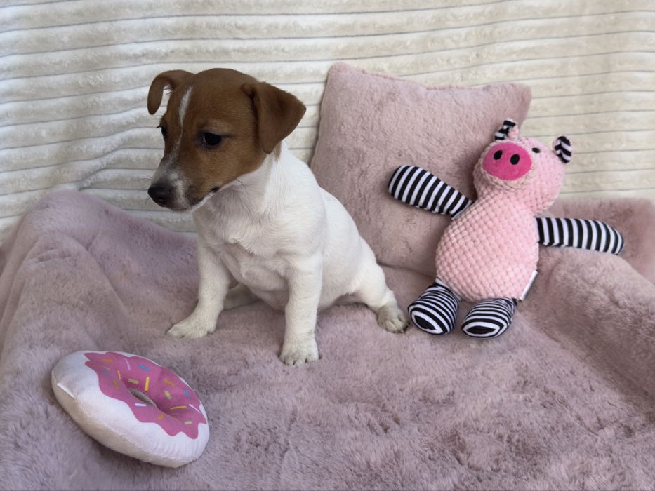 Jack Russell Terrier - sunia gotowa do odbioru