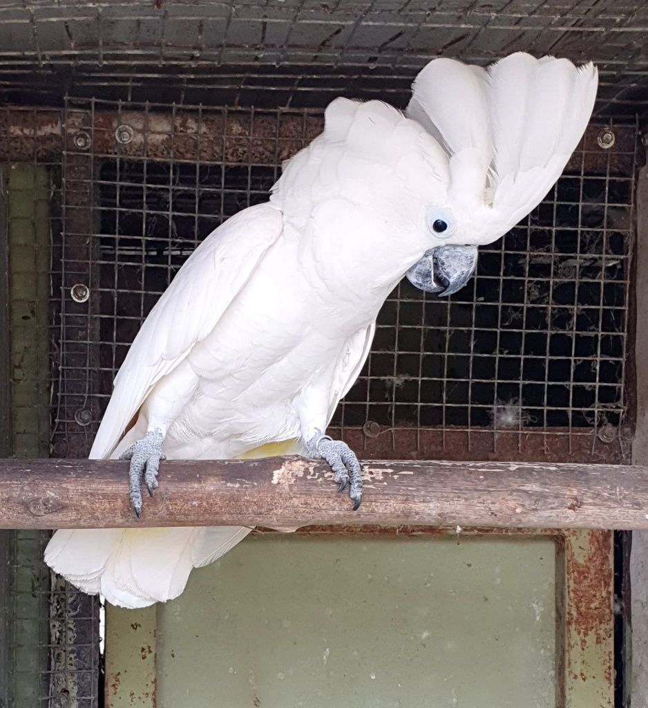 Cacatua alba adulto