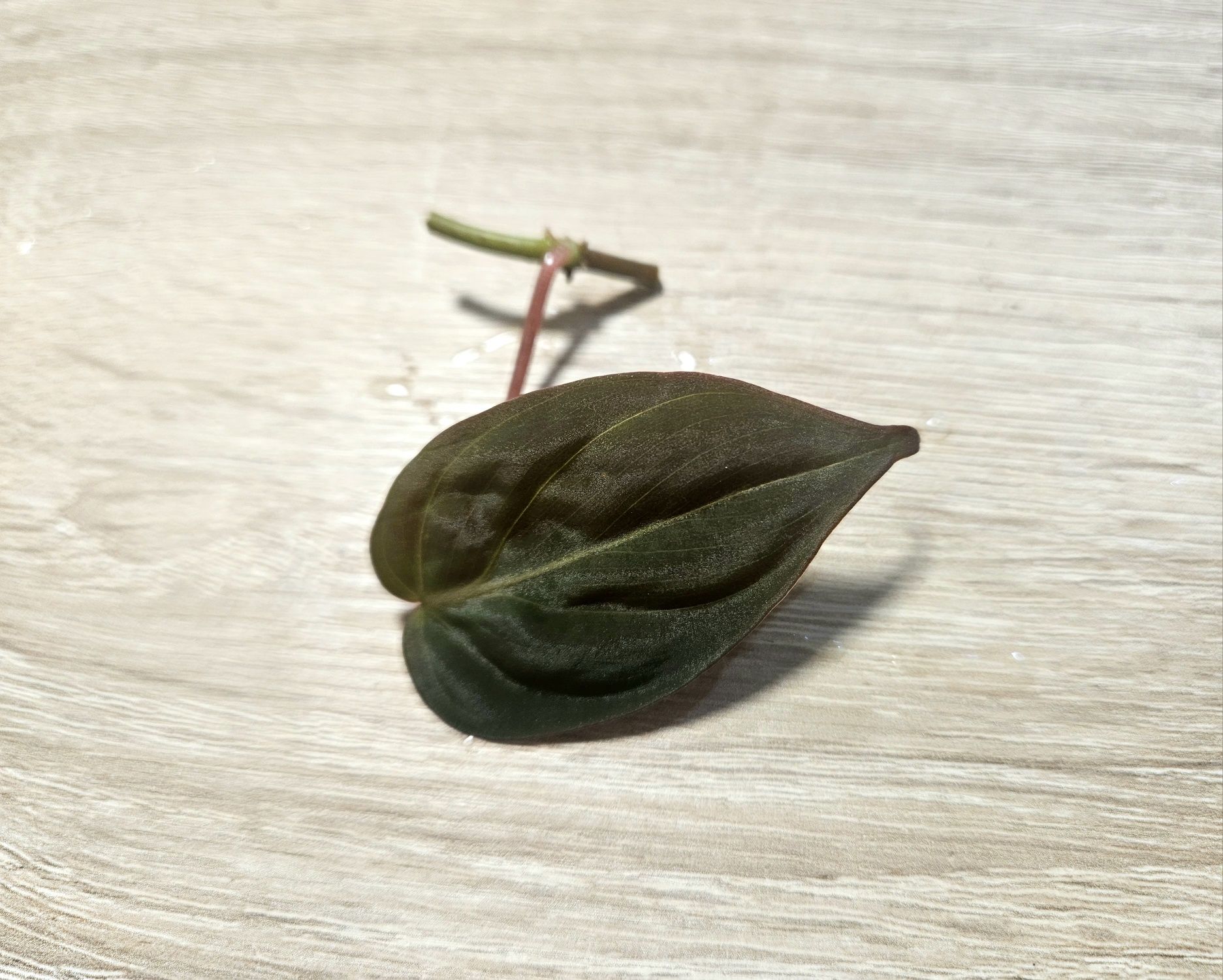 Philodendron scandens micans pędowka 1 liść