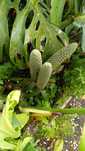 Banana-Ananás (fruta da costela de adão/monstera deliciosa)