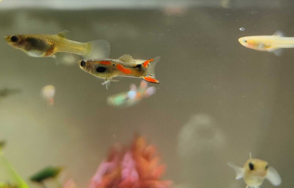 Endlers (peixes de água doce aquário)