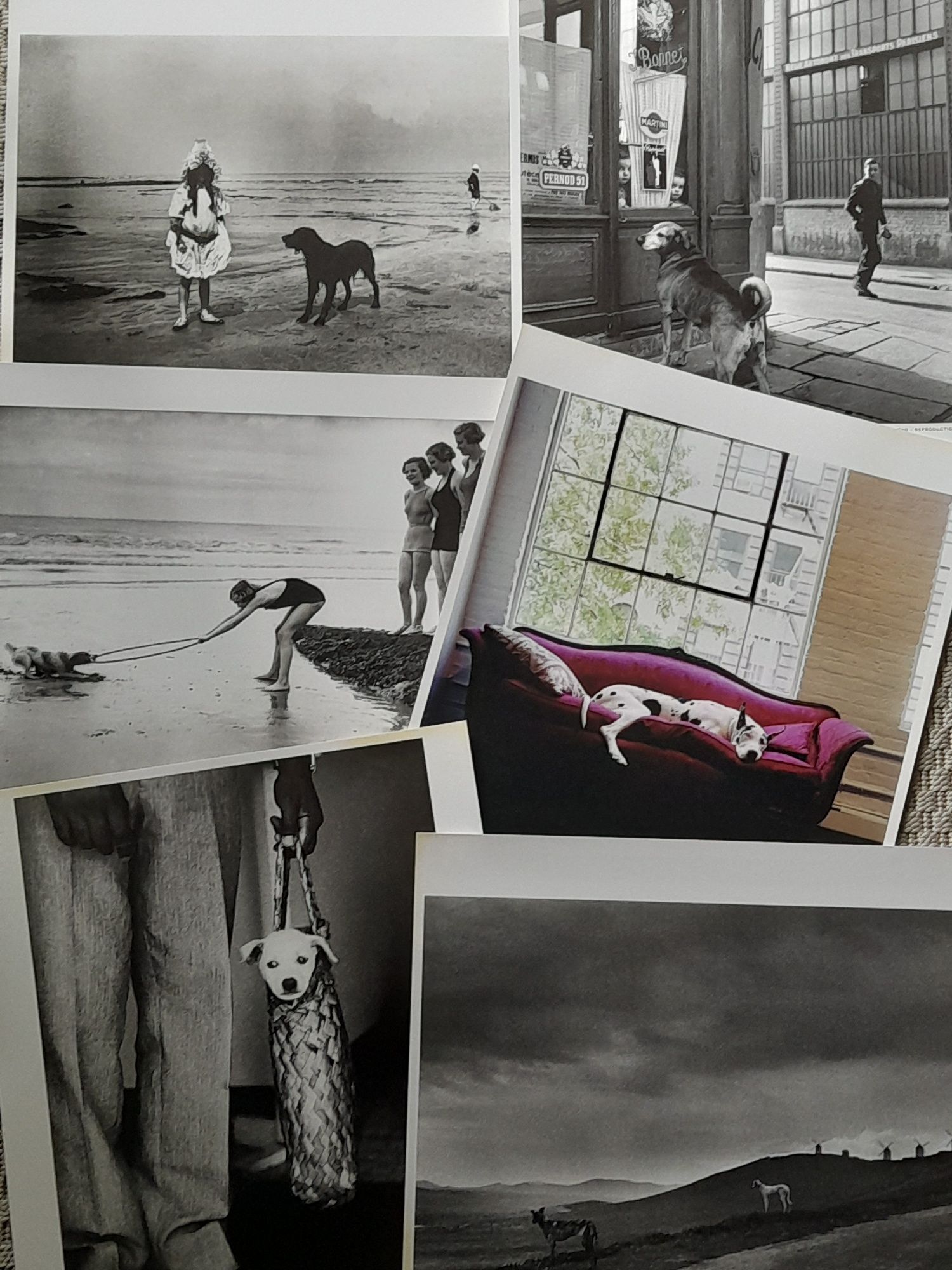 Álbum de 19 Fotografias "Vies de Chien" 30 x 35 cm, Tana Éditions