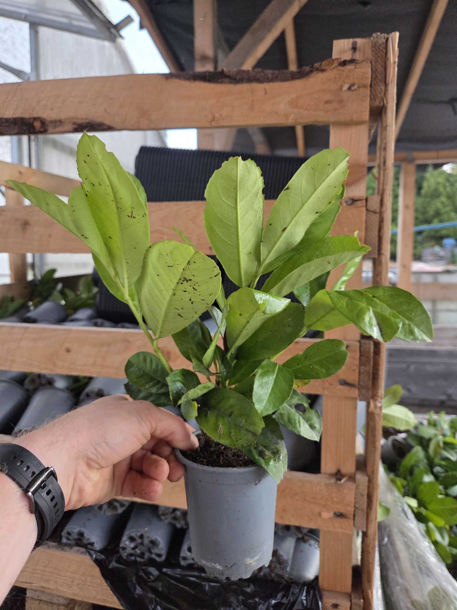 Piękna Laurowiśnia Wysyłka ,Etna,Novita producent