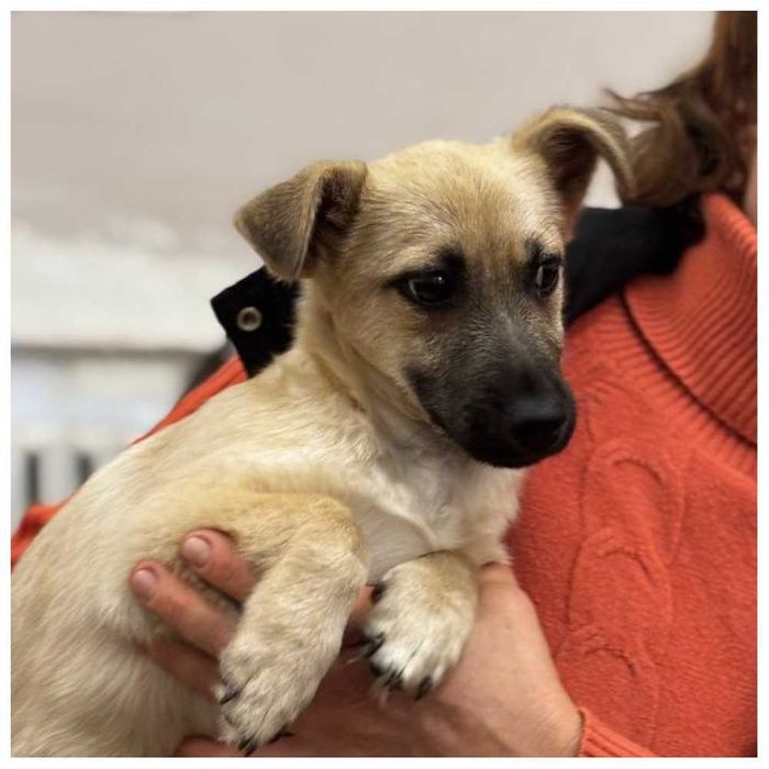 Небольшой пес, щенок в хорошие руки