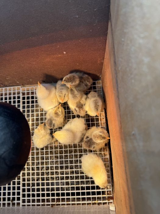 Pintainhos brahma leght dark