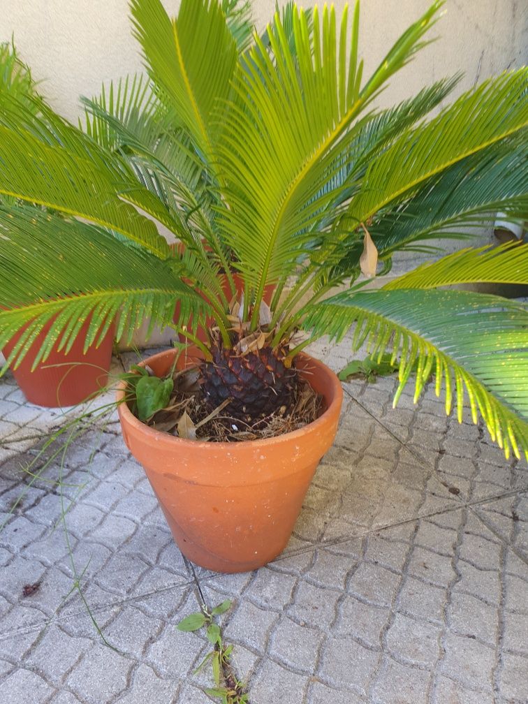 Palmeiras Cycas Revoluta